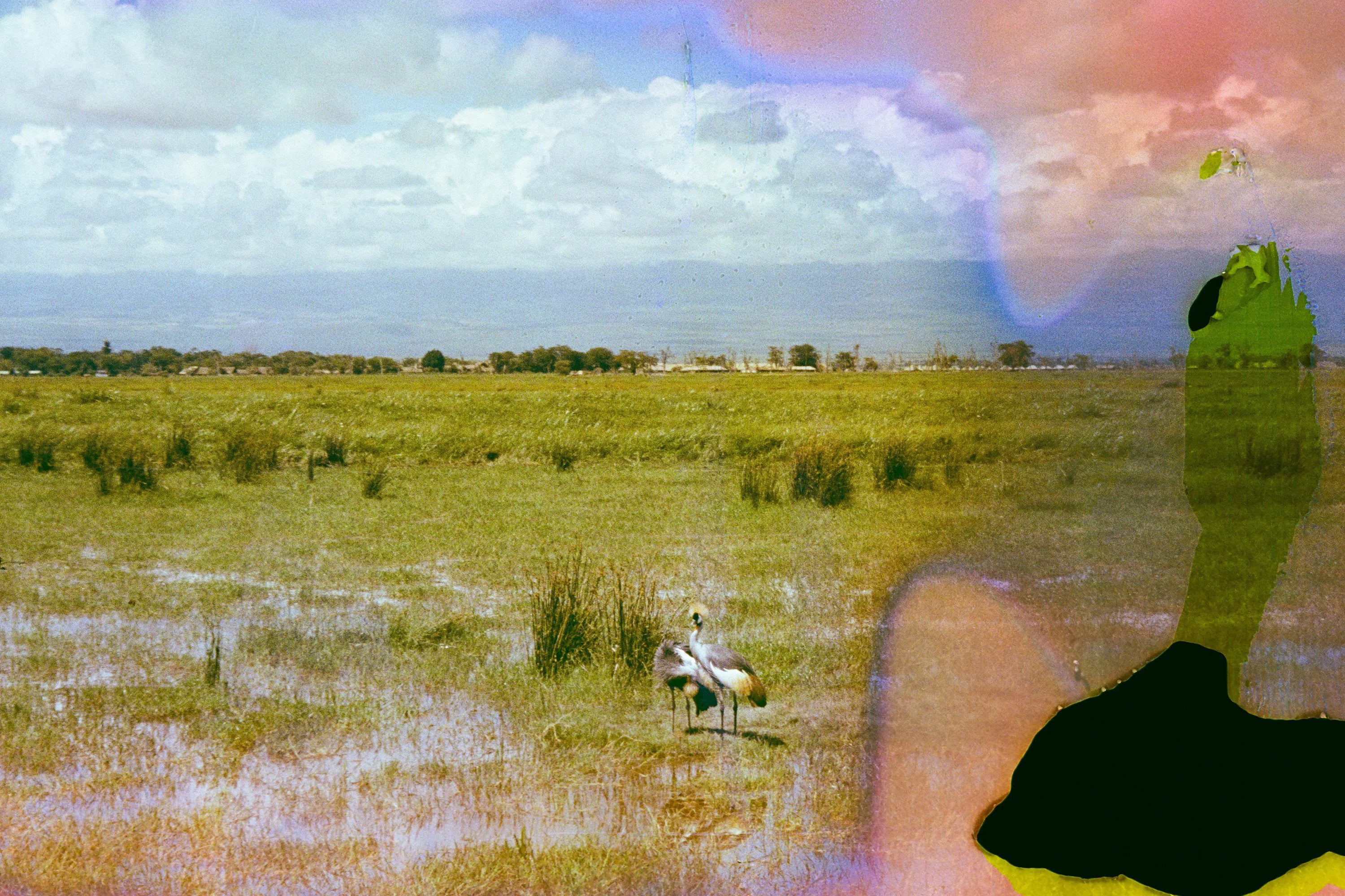 Acid Aura, film soup tomasoup