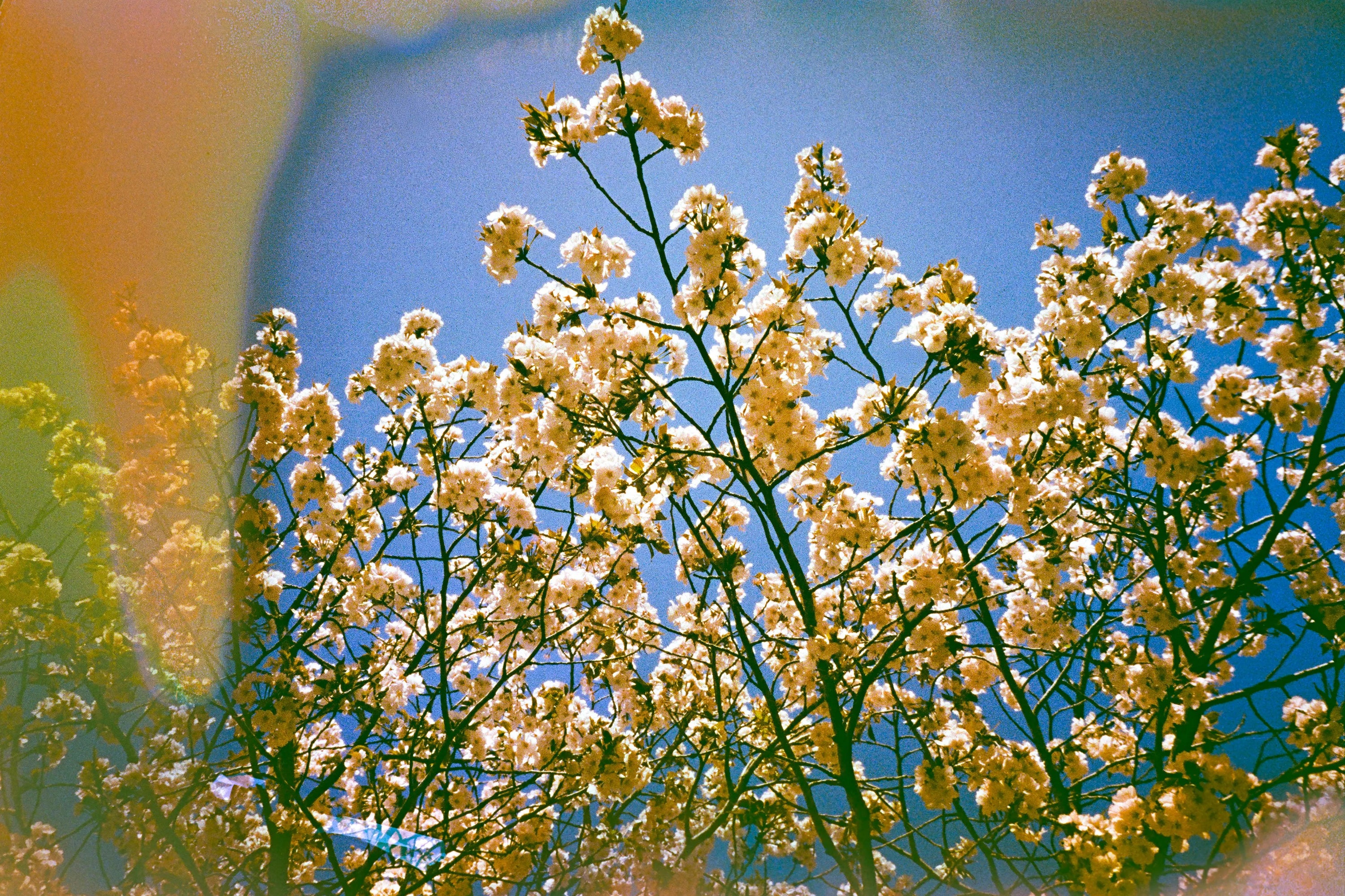 Acid Aura, film soup tomasoup