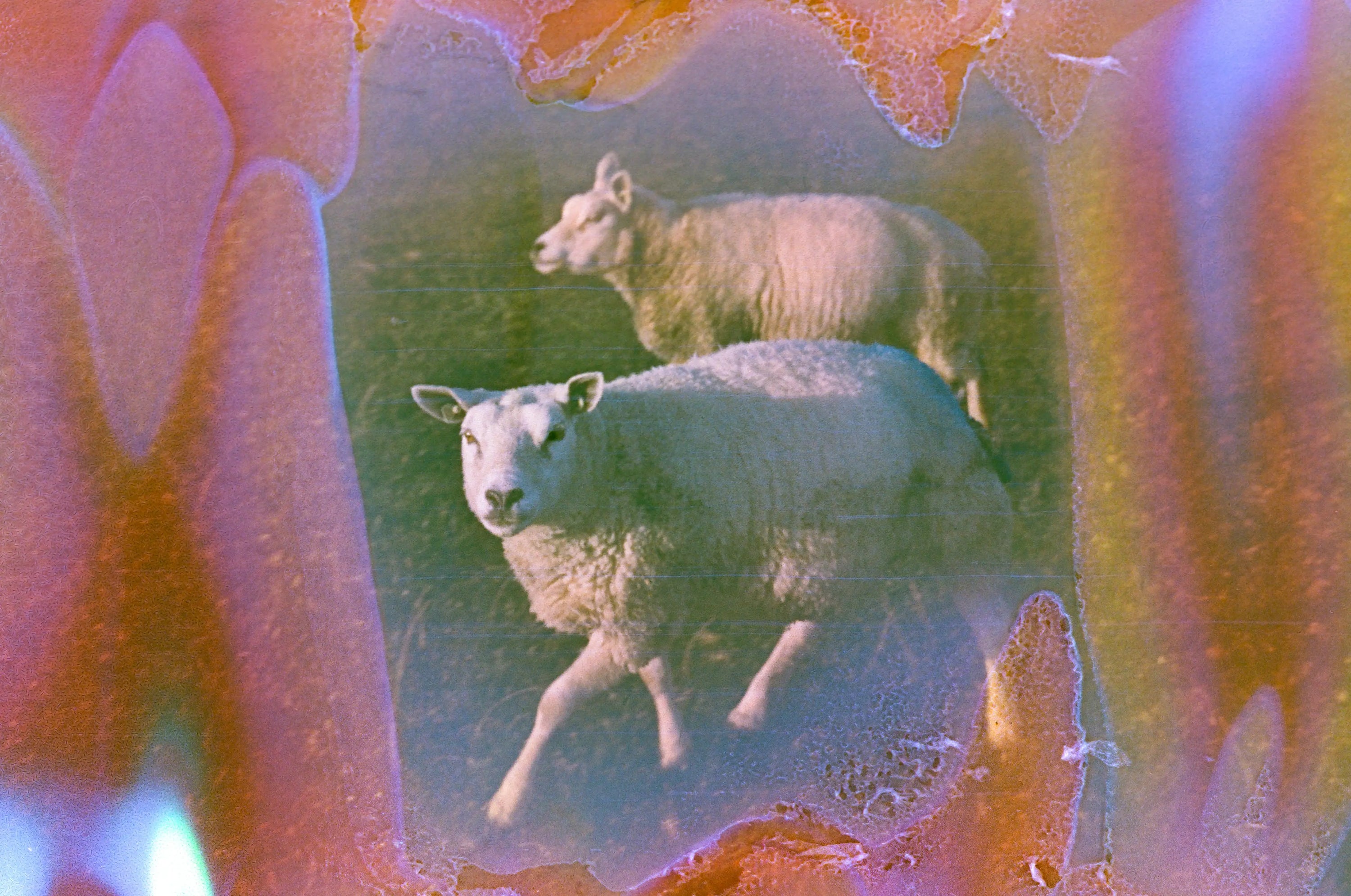 Cherry, film soup tomasoup