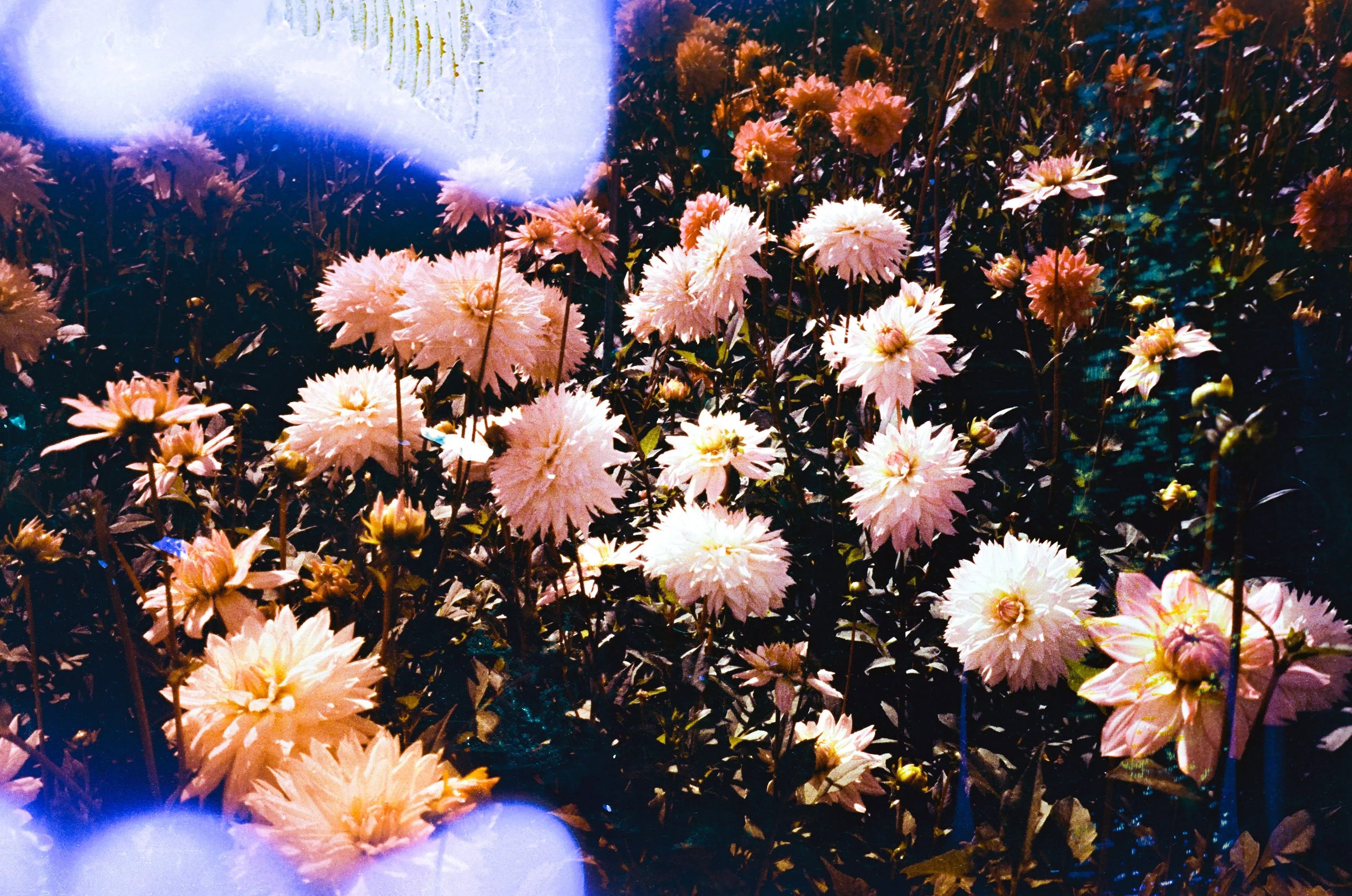 Sunblue, film soup tomasoup