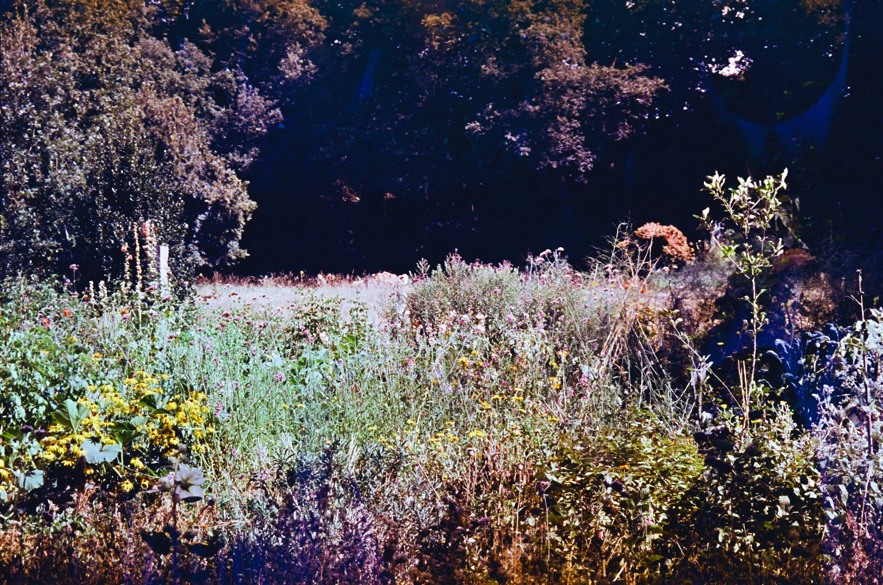 Sunblue, film soup tomasoup