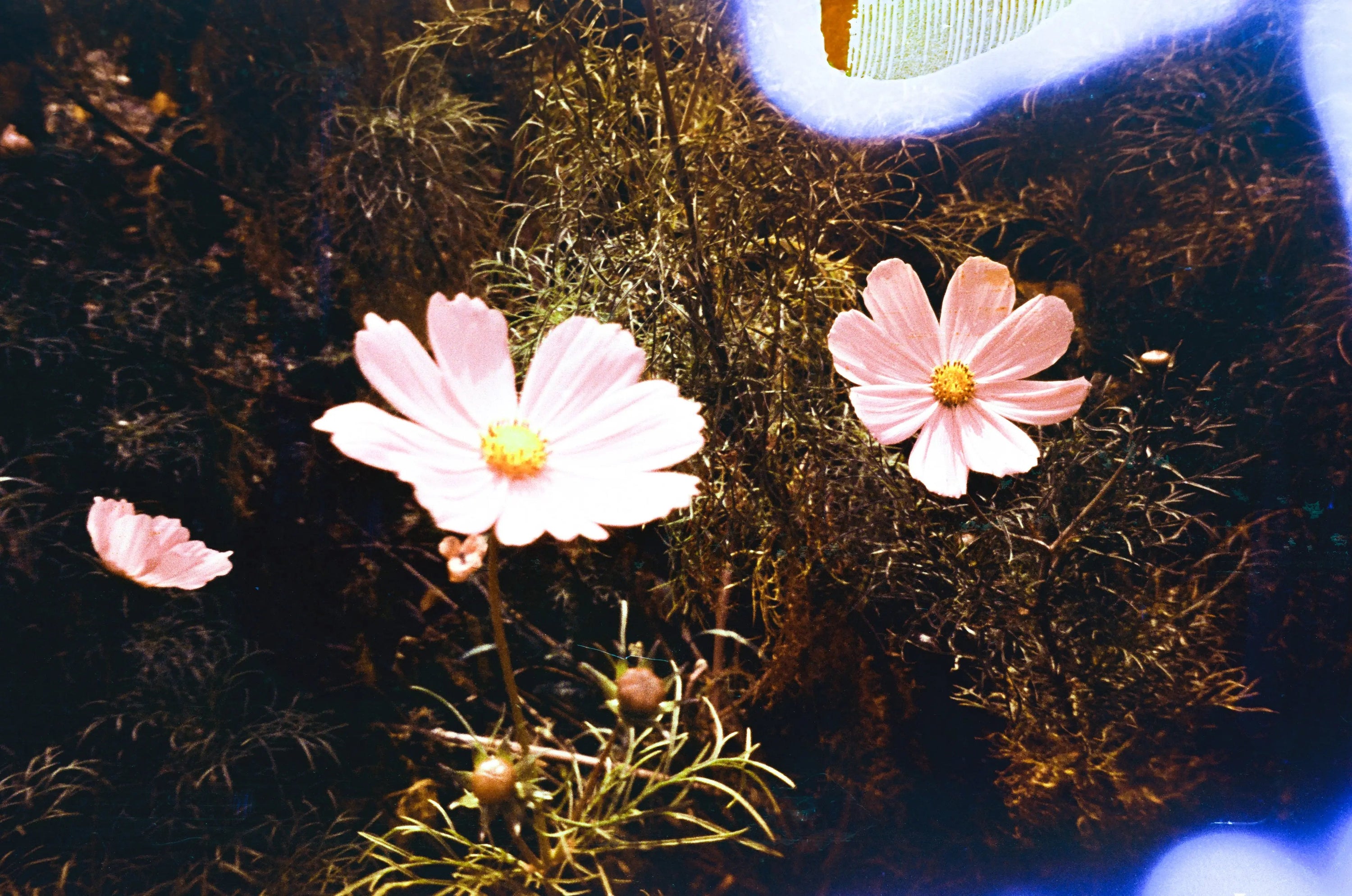 Sunblue, film soup tomasoup